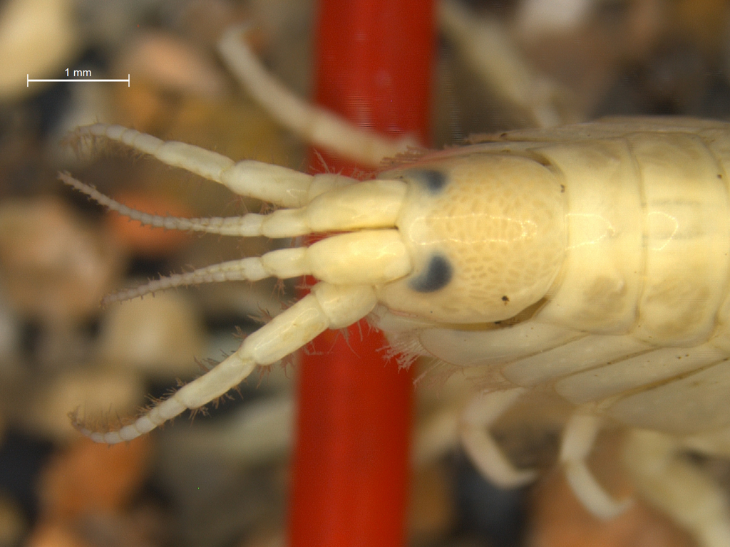 Pontogammarus robustoides